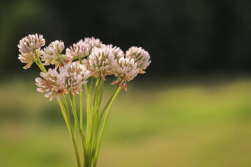 A bucket of Trifolium pratense, the white clover on green Background in summer in the sunlight.