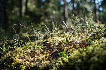 forest moss in sunny day with blur background