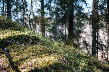 forest moss in sunny day with blur background