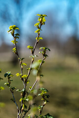fresh spring leaves on bushes and trees with blooming flowers