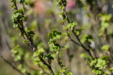 fresh spring leaves on bushes and trees with blooming flowers