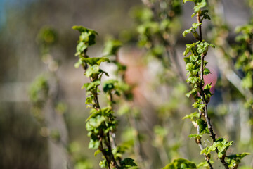 fresh spring leaves on bushes and trees with blooming flowers