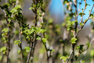 fresh spring leaves on bushes and trees with blooming flowers