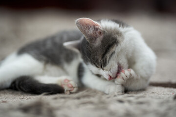 Cute kitten on the carpet