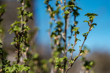 fresh spring leaves on bushes and trees with blooming flowers