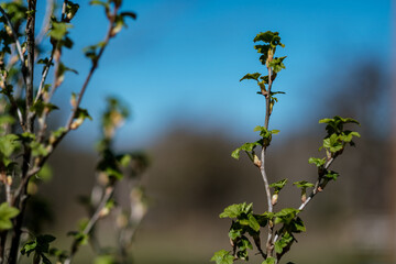 fresh spring leaves on bushes and trees with blooming flowers