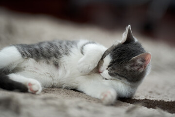 Cute kitten on the carpet