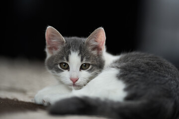 Cute kitten on the carpet