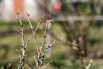 fresh spring leaves on bushes and trees with blooming flowers