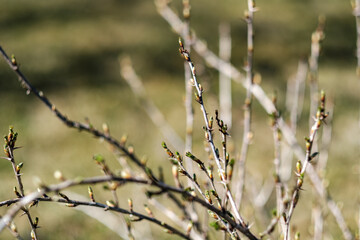Fototapeta premium fresh spring leaves on bushes and trees with blooming flowers