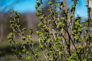 fresh spring leaves on bushes and trees with blooming flowers