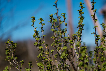 fresh spring leaves on bushes and trees with blooming flowers