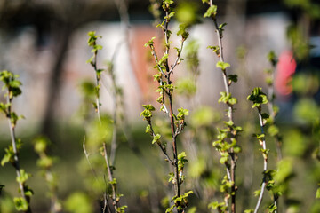 fresh spring leaves on bushes and trees with blooming flowers
