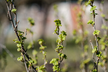 fresh spring leaves on bushes and trees with blooming flowers