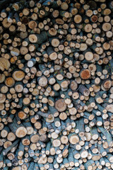 firewood log texture in nature