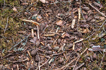 firewood log texture in nature