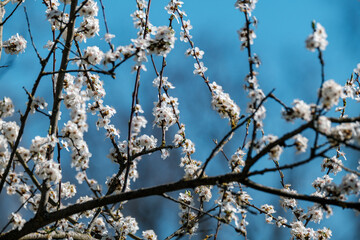 cherry tree blossoms in spring against blue sky