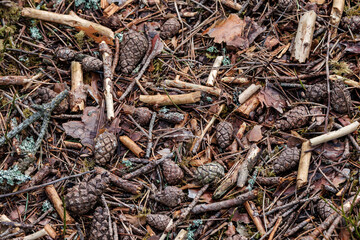 firewood log texture in nature
