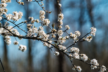 cherry tree blossoms in spring against blue sky