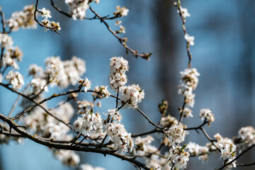 cherry tree blossoms in spring against blue sky