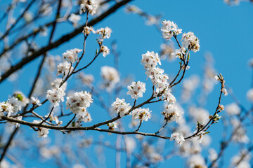 cherry tree blossoms in spring against blue sky