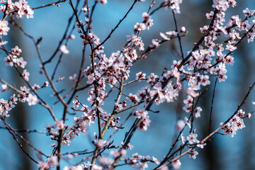 cherry tree blossoms in spring against blue sky