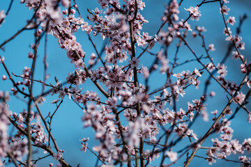 cherry tree blossoms in spring against blue sky