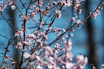 cherry tree blossoms in spring against blue sky