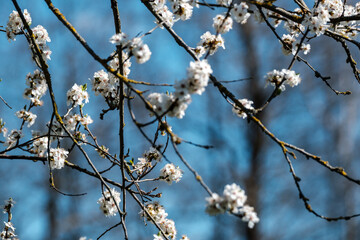 cherry tree blossoms in spring against blue sky
