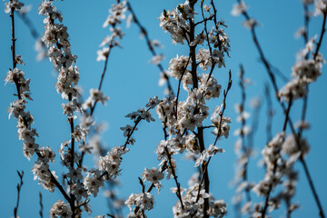 cherry tree blossoms in spring against blue sky