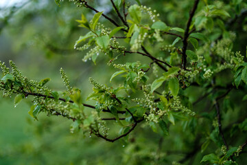 green spring mood blur background