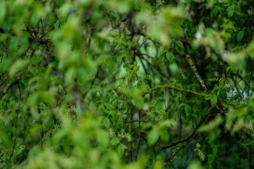 green spring mood blur background