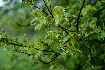 green spring mood blur background