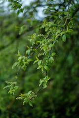 green spring mood blur background