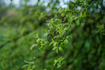 green spring mood blur background