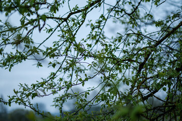 green spring mood blur background