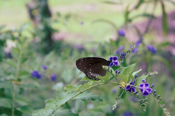 butterfly on a flower