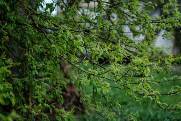 green spring mood blur background