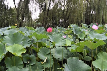 A Waterlily Lotus Pond at a Street side in Beijing City China
