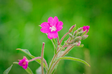 Fototapeta premium Chamaenerion angustifolium fireweed, great willowherb, rosebay willowherb, Saint Anthony's Laurel blooming pink flowers on the green background.