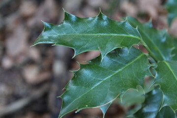 deux feuilles de houx vert brillant avec nervures claires dans une foret 