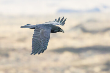 Raven in Flight Over Basalt Cliffs in Eastern Washington