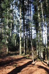 centre d'une foret d'arbres fins et hauts, sol sans feuille 