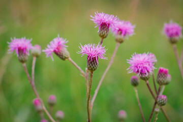 Cirsium arvense, a Creeping Thistle, blooming in the meadow. Meadow flowers. Field Thistle.