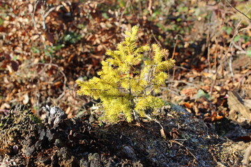 très jeune sapin jaune poussant sur une souche d'un sapin mort, dans une foret en novembre