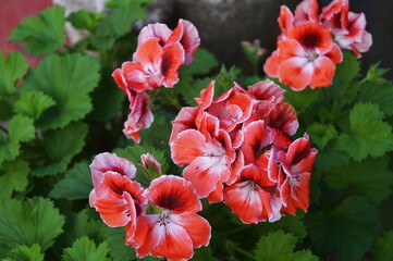 White and pink geraniums in a garden
