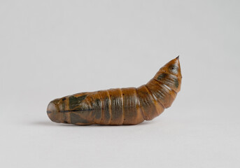 Oleander Hawk Moth - Male - Cocoon