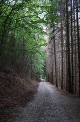 Trail in the forest of Vallombrosa, Tuscany, Italy