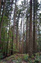 Fir trees in the forest of Vallombrosa, Tuscany, Italy