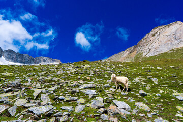 Flock of goats in Hohe Tauern in Austria. Schobergruppe, Debanttal, Austrian Alps, Europe